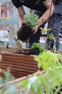 plant 2